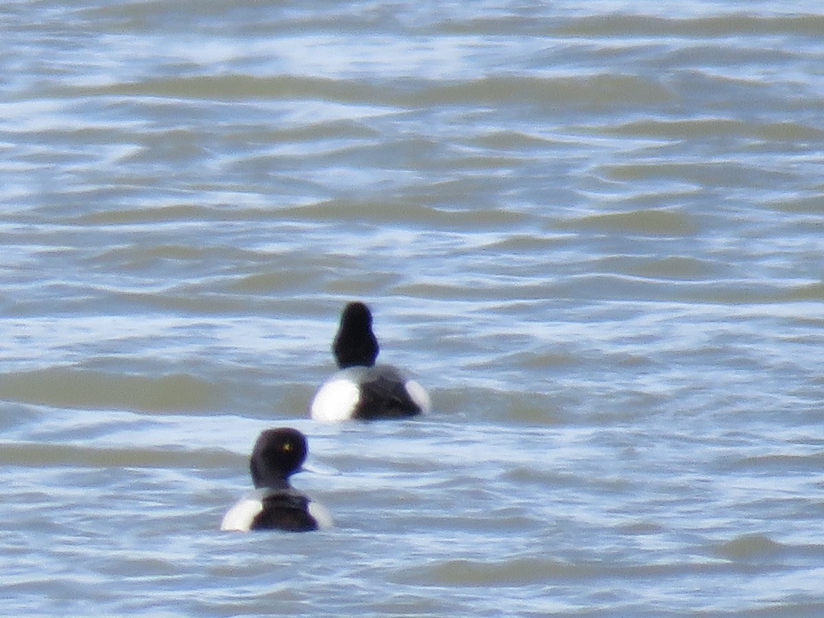 Greater Scaup - ML52096841