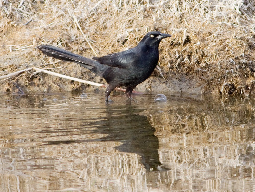 Great-tailed Grackle - ML52096921