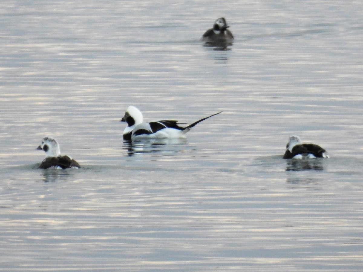 Long-tailed Duck - ML520971301