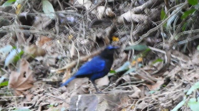 Малабарская синяя птица - ML520971781