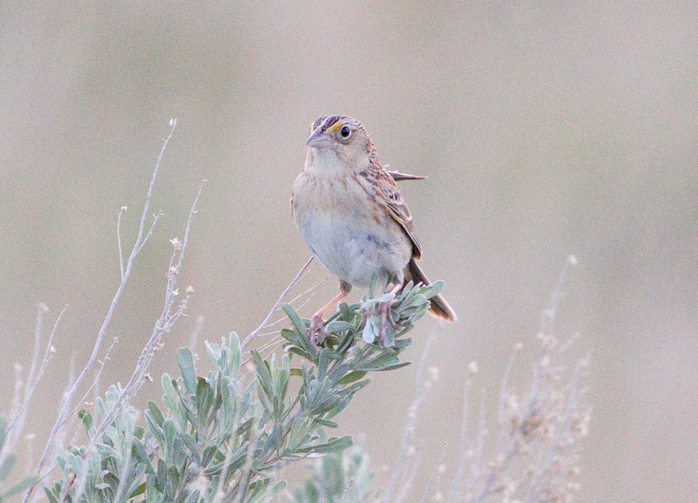 Grasshopper Sparrow - Darren Clark
