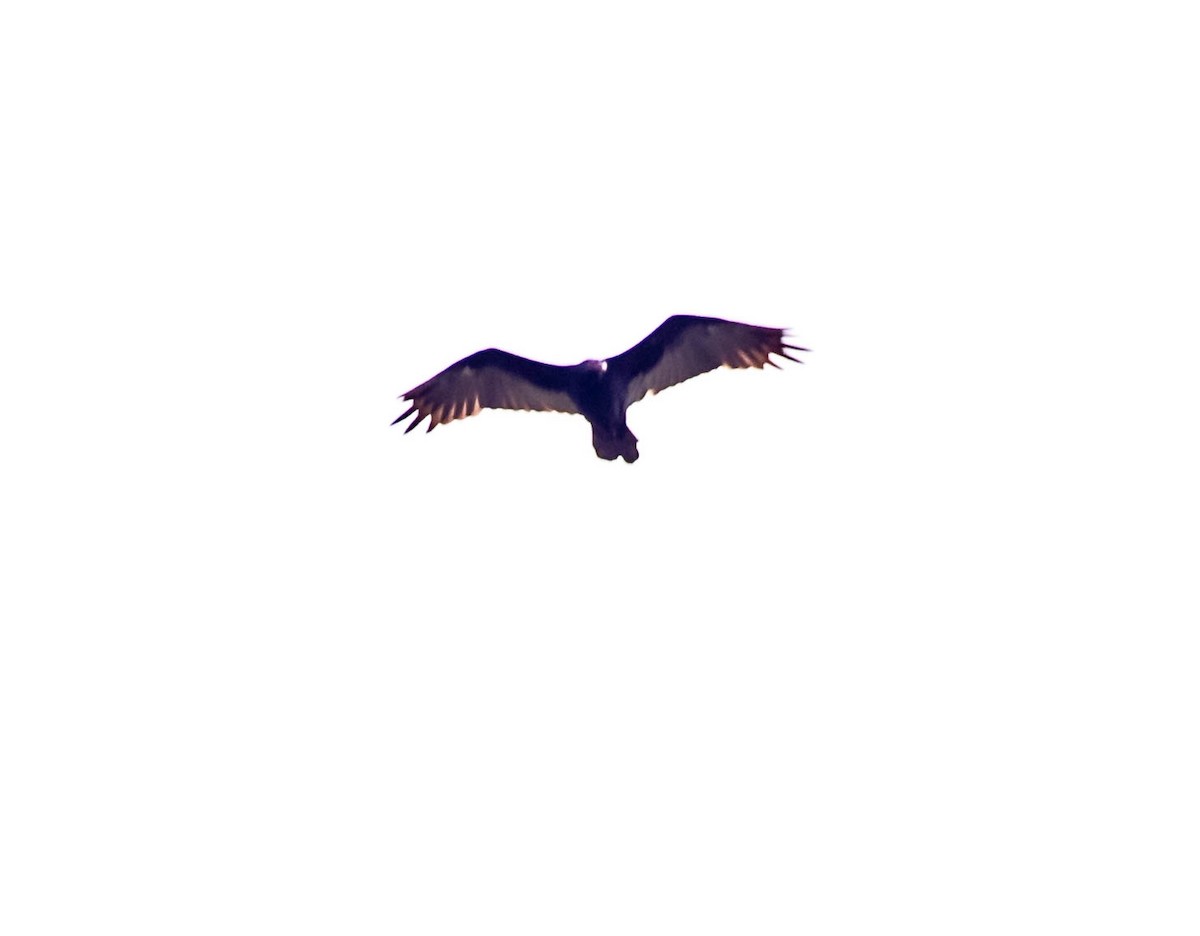 Turkey Vulture - ML520978431
