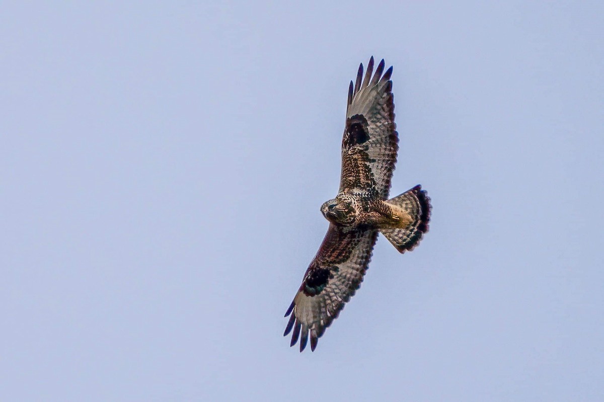 Rough-legged Hawk - dave chase
