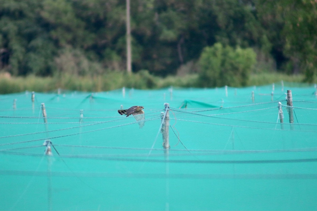 Japanese Sparrowhawk - Supot Surapaetang