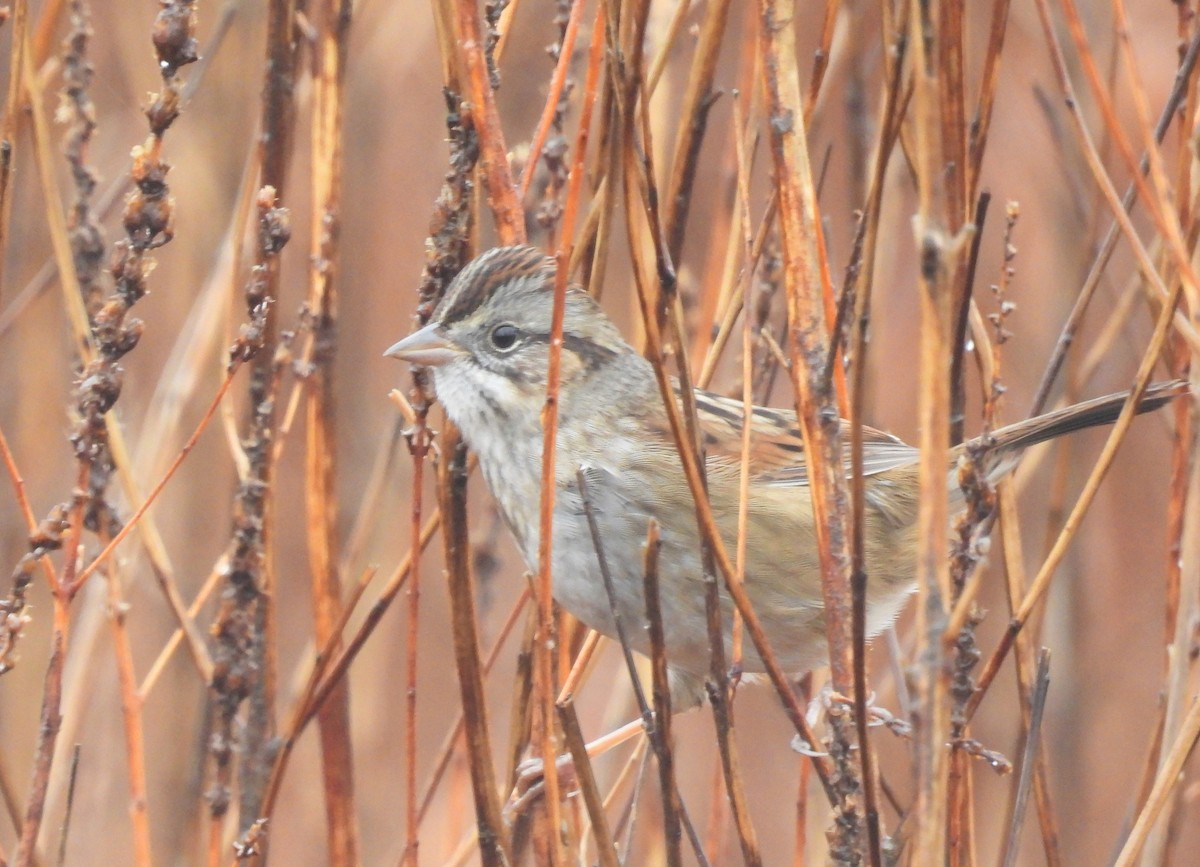 Swamp Sparrow - ML520983551