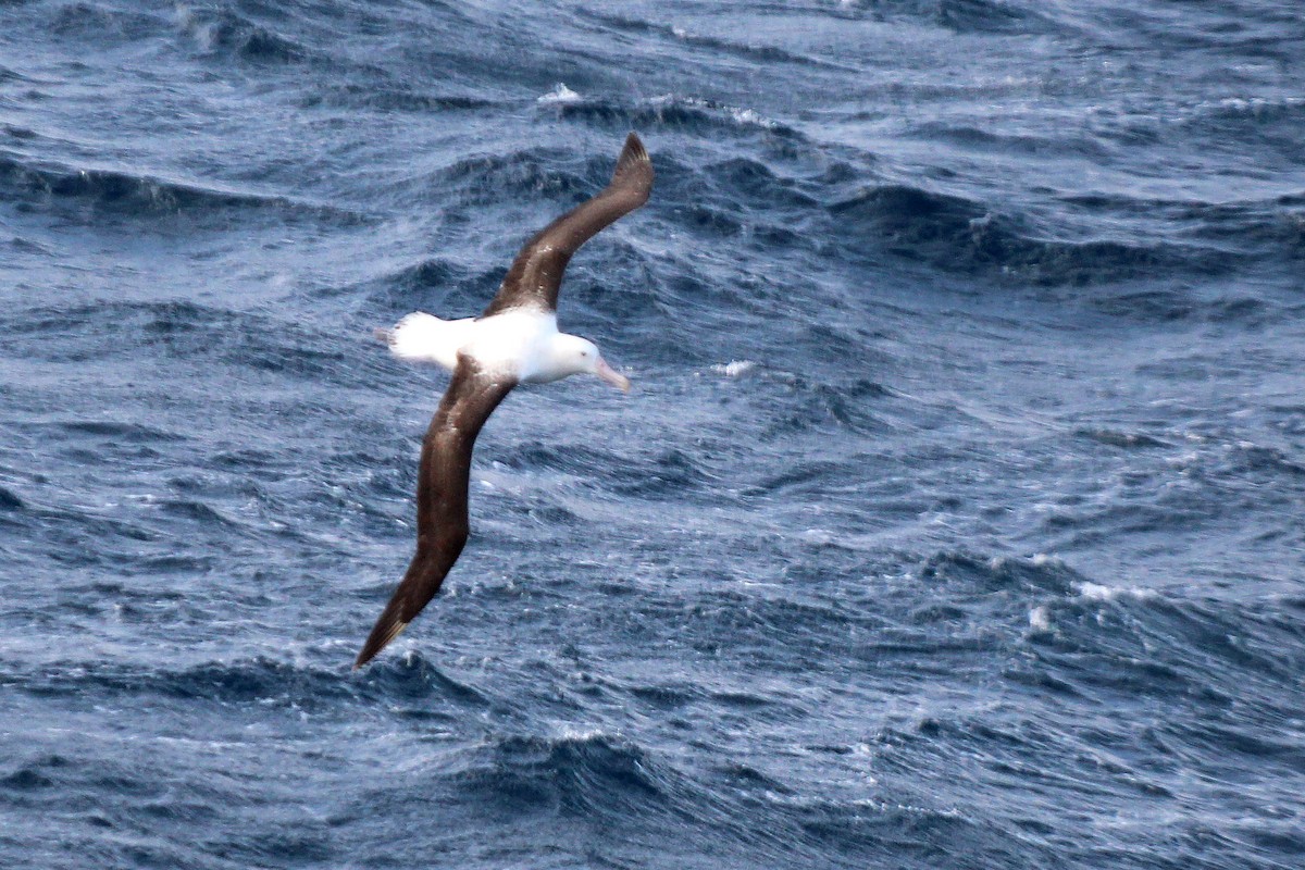 Northern/Southern Royal Albatross - ML520985631