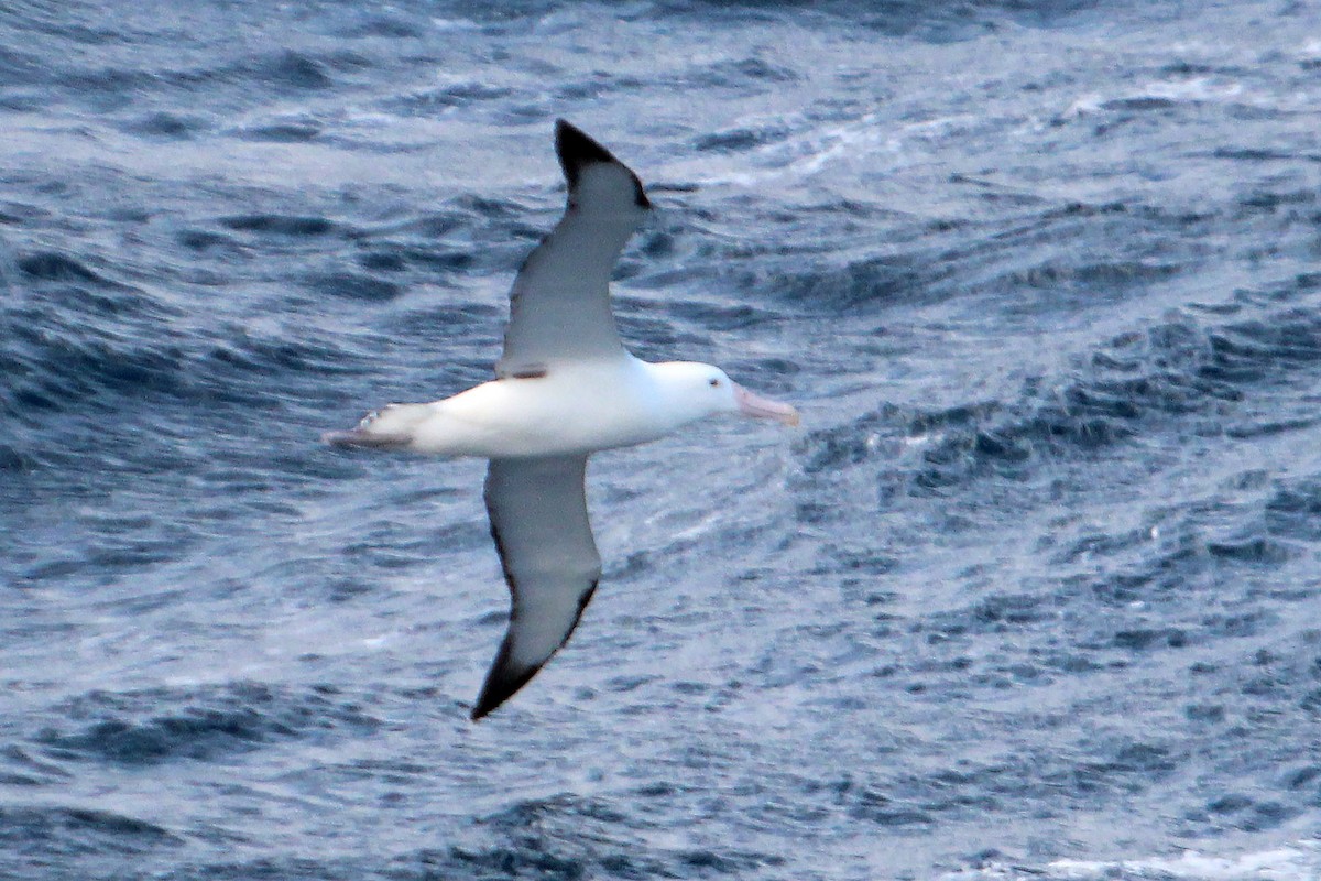 Northern/Southern Royal Albatross - ML520985701