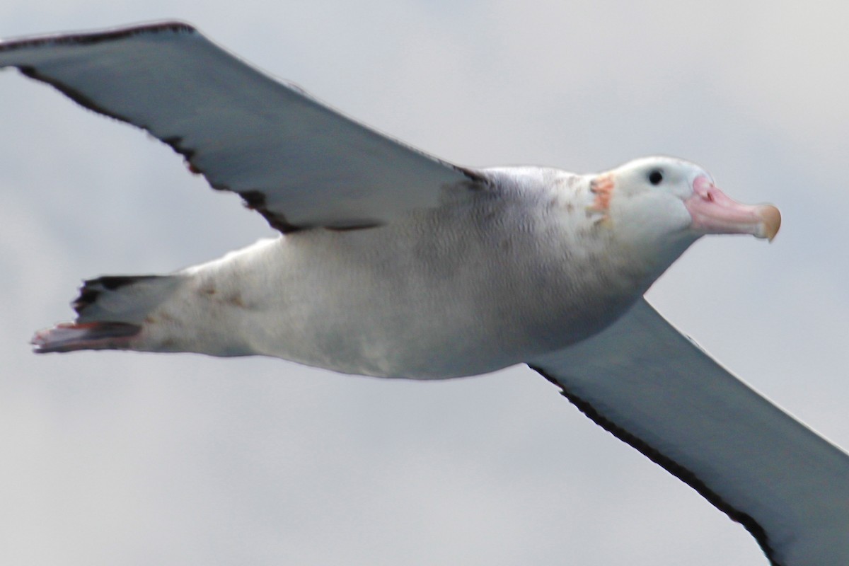 Albatros hurleur, A. de Tristan da Cunha ou A. des Antipodes - ML520986891