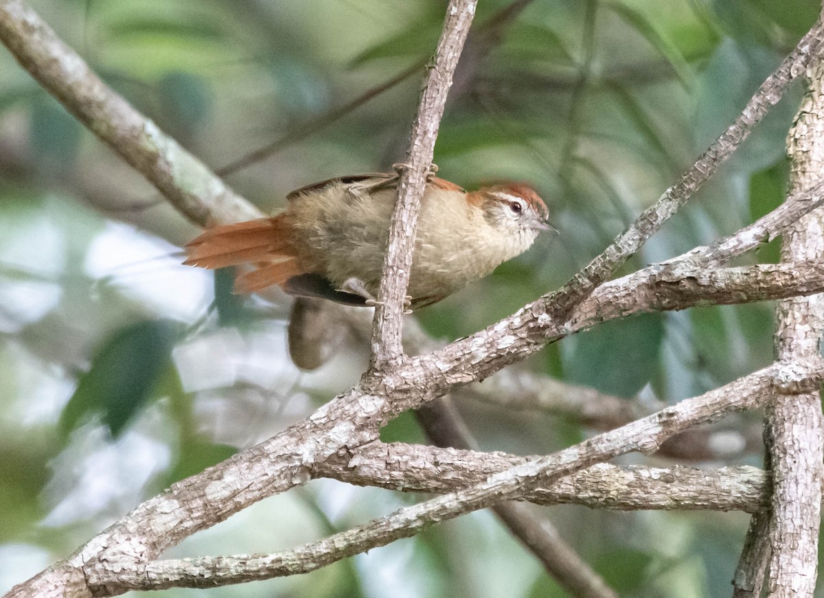 Rusty-backed Spinetail - ML520994631