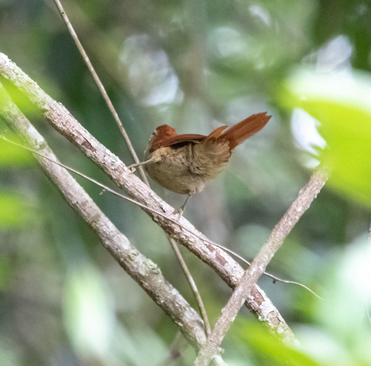 Rusty-backed Spinetail - ML520994651