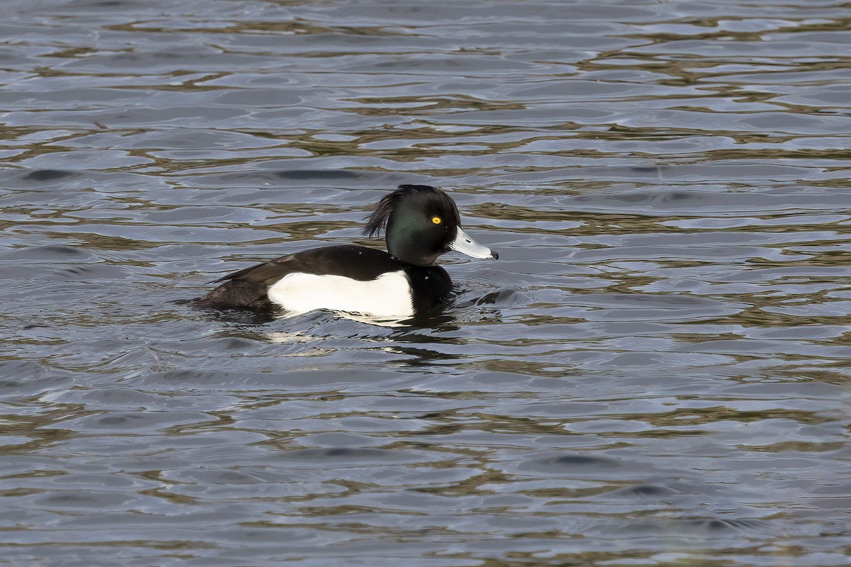 Tufted Duck - ML520996601