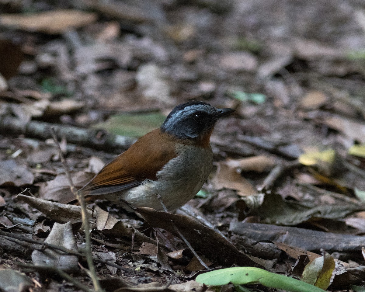 Red-throated Alethe - ML521000141