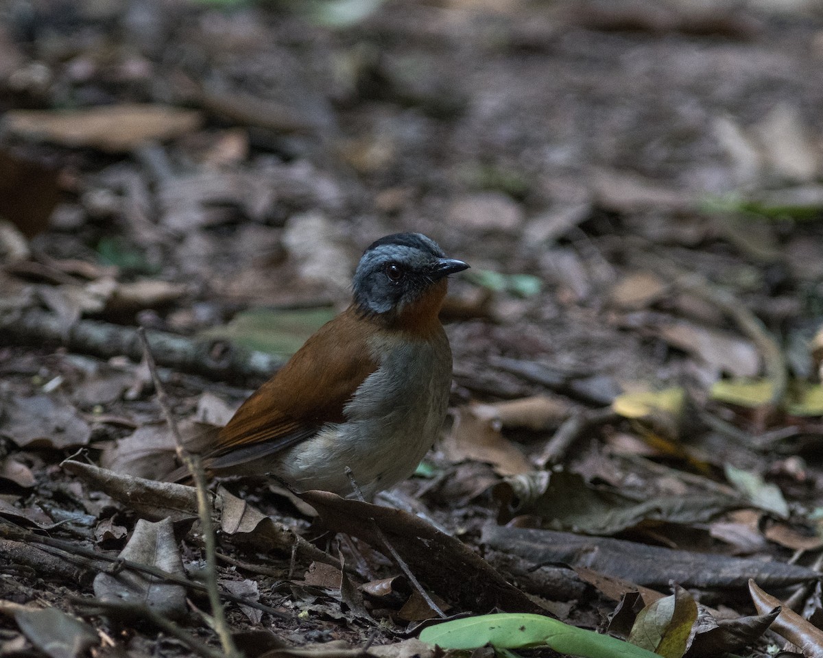 Red-throated Alethe - ML521000151