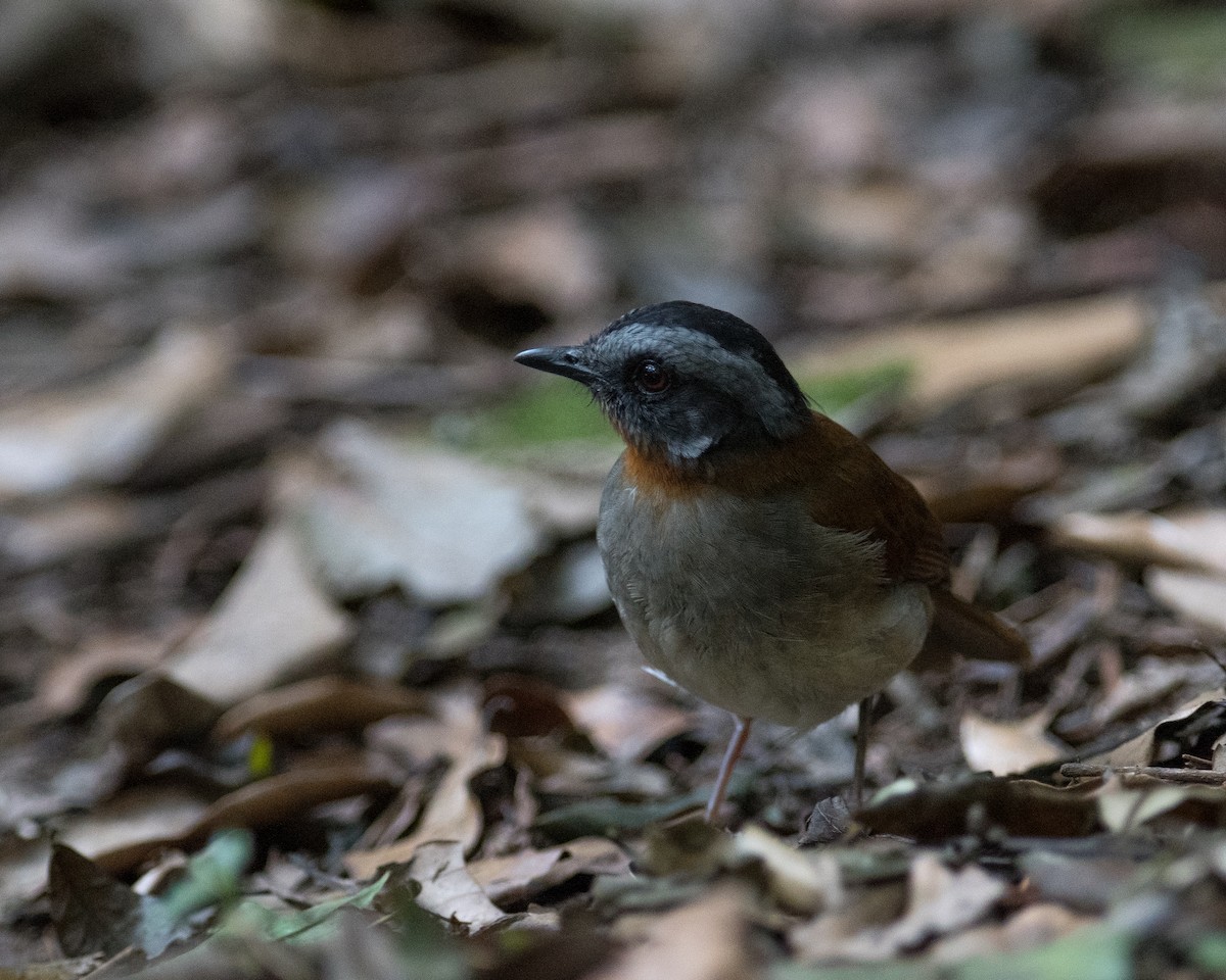 Red-throated Alethe - ML521000161