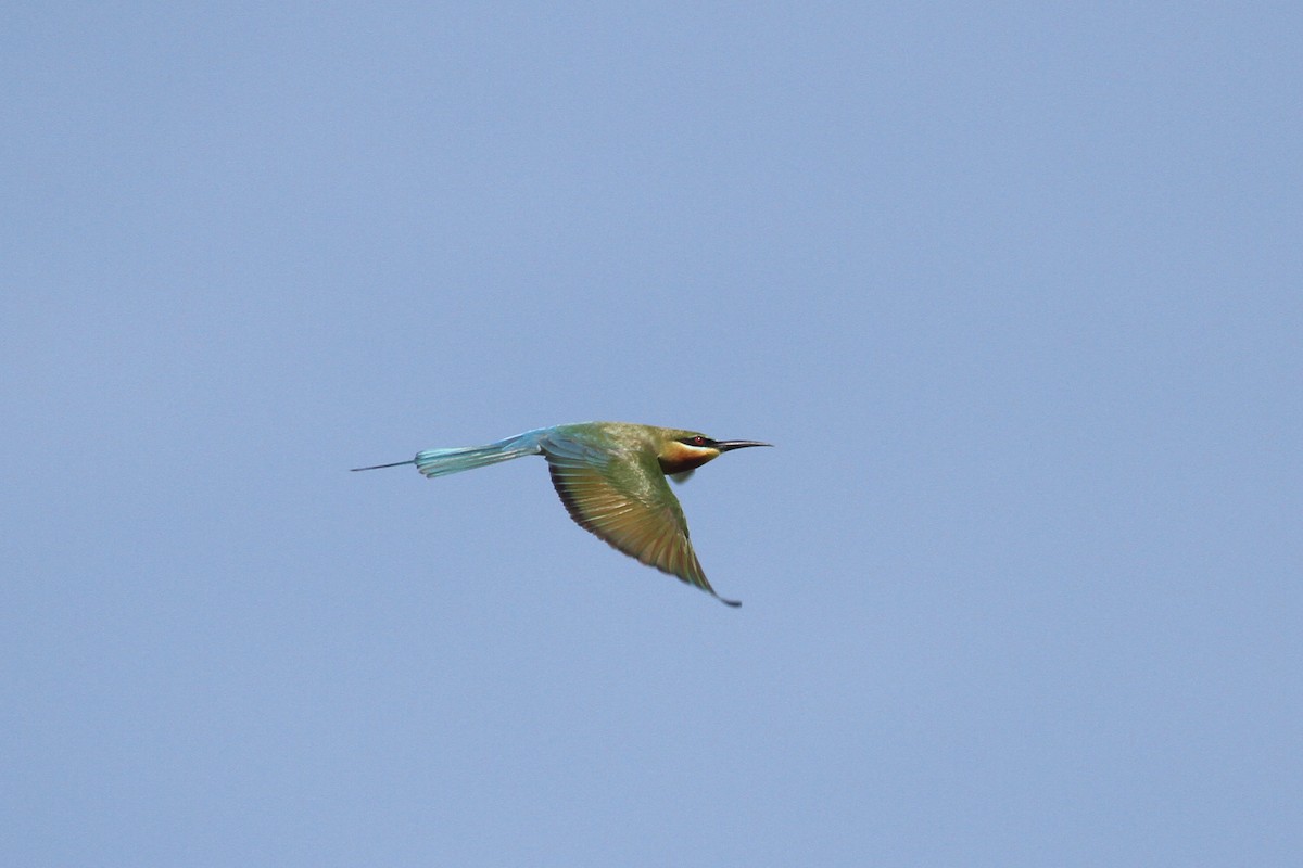 Blue-tailed Bee-eater - Oscar Campbell