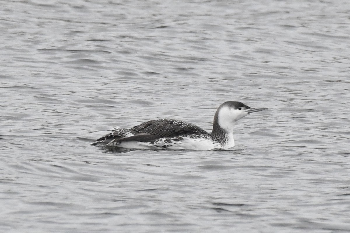 Red-throated Loon - ML521010321