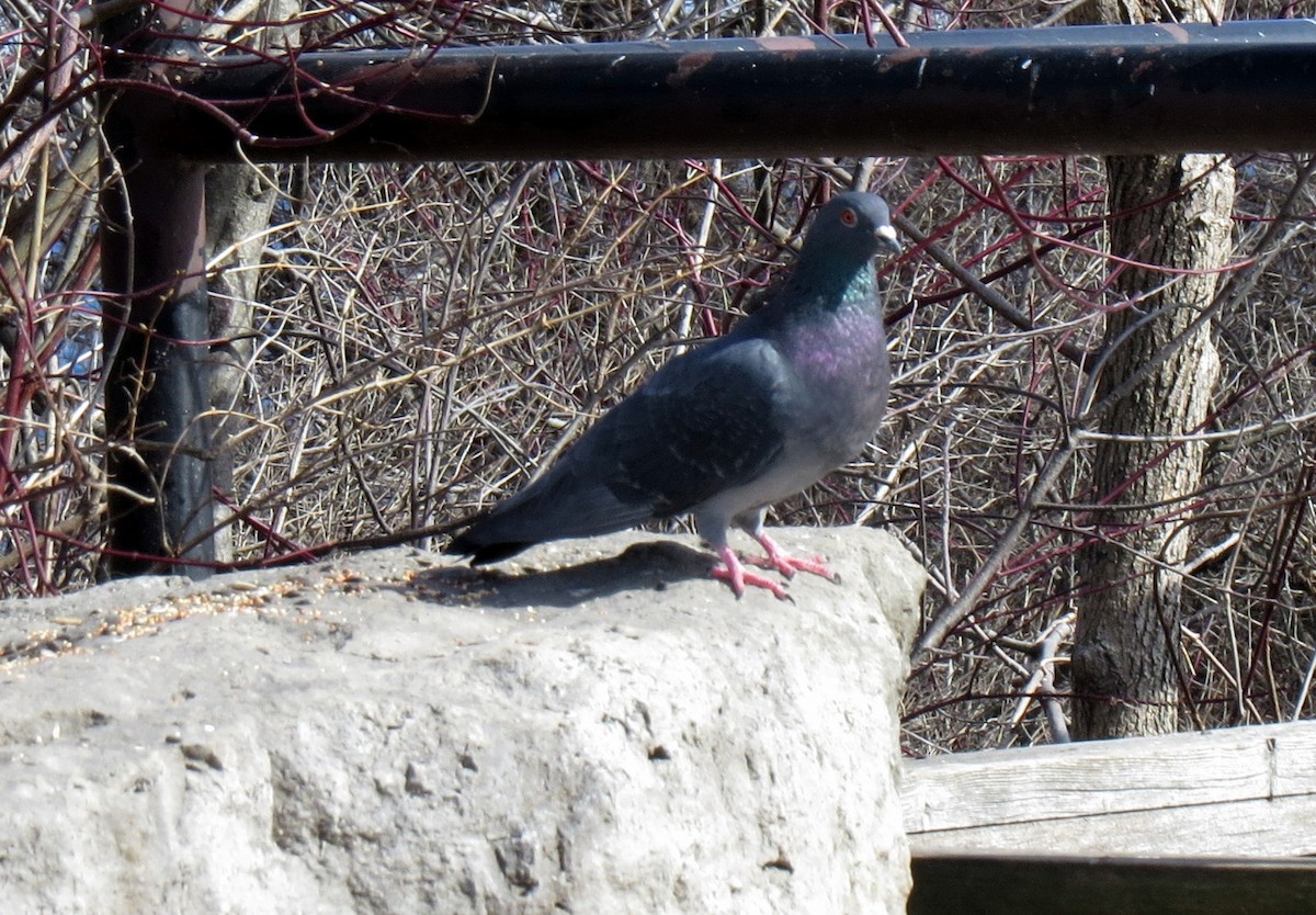Rock Pigeon (Feral Pigeon) - ML52101601