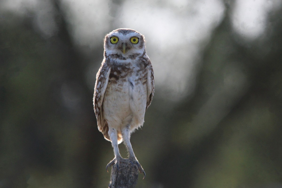Burrowing Owl - ML521017361