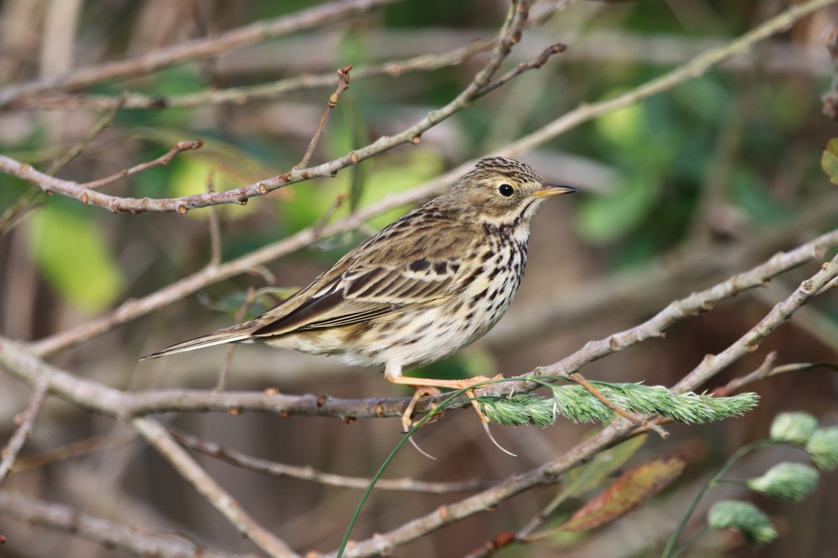 Meadow Pipit - ML521019141