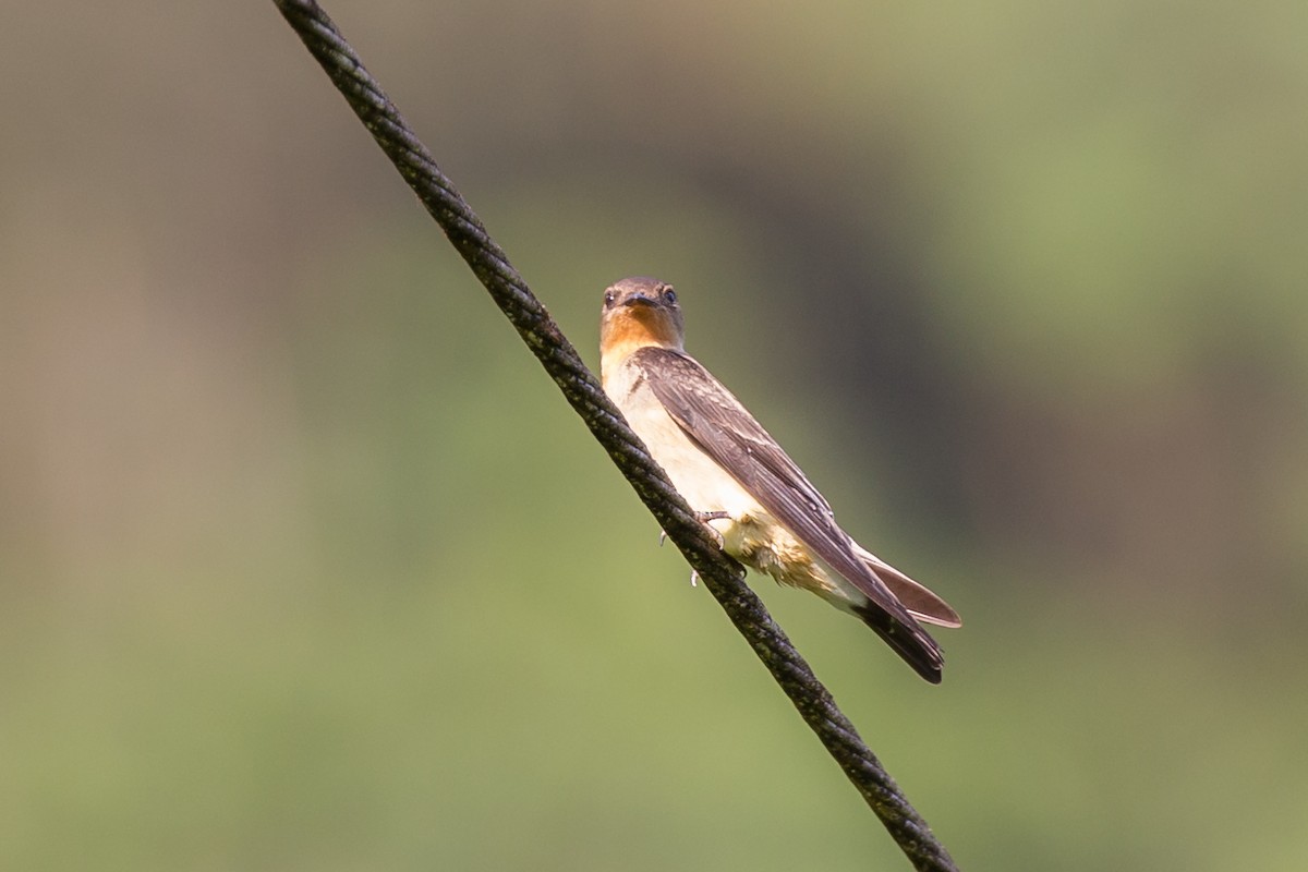 Southern Rough-winged Swallow - ML52101961