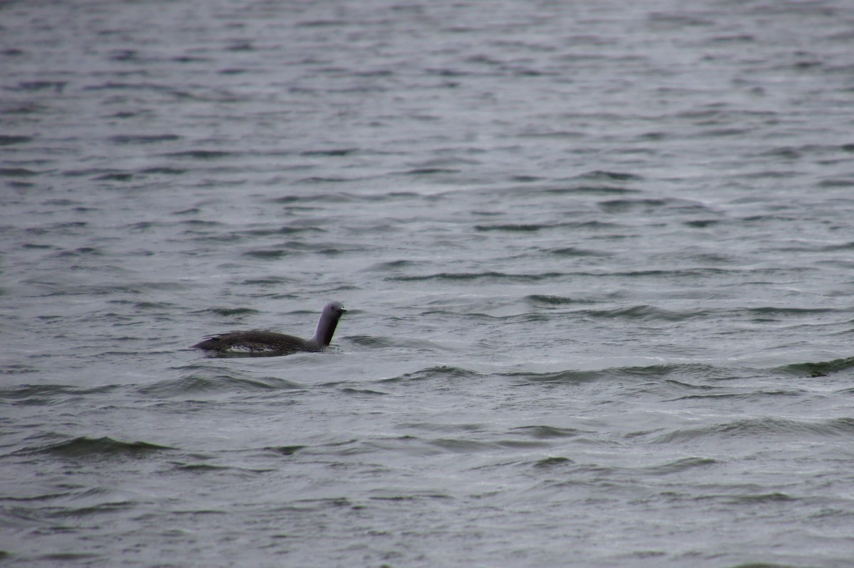 Red-throated Loon - ML521020901