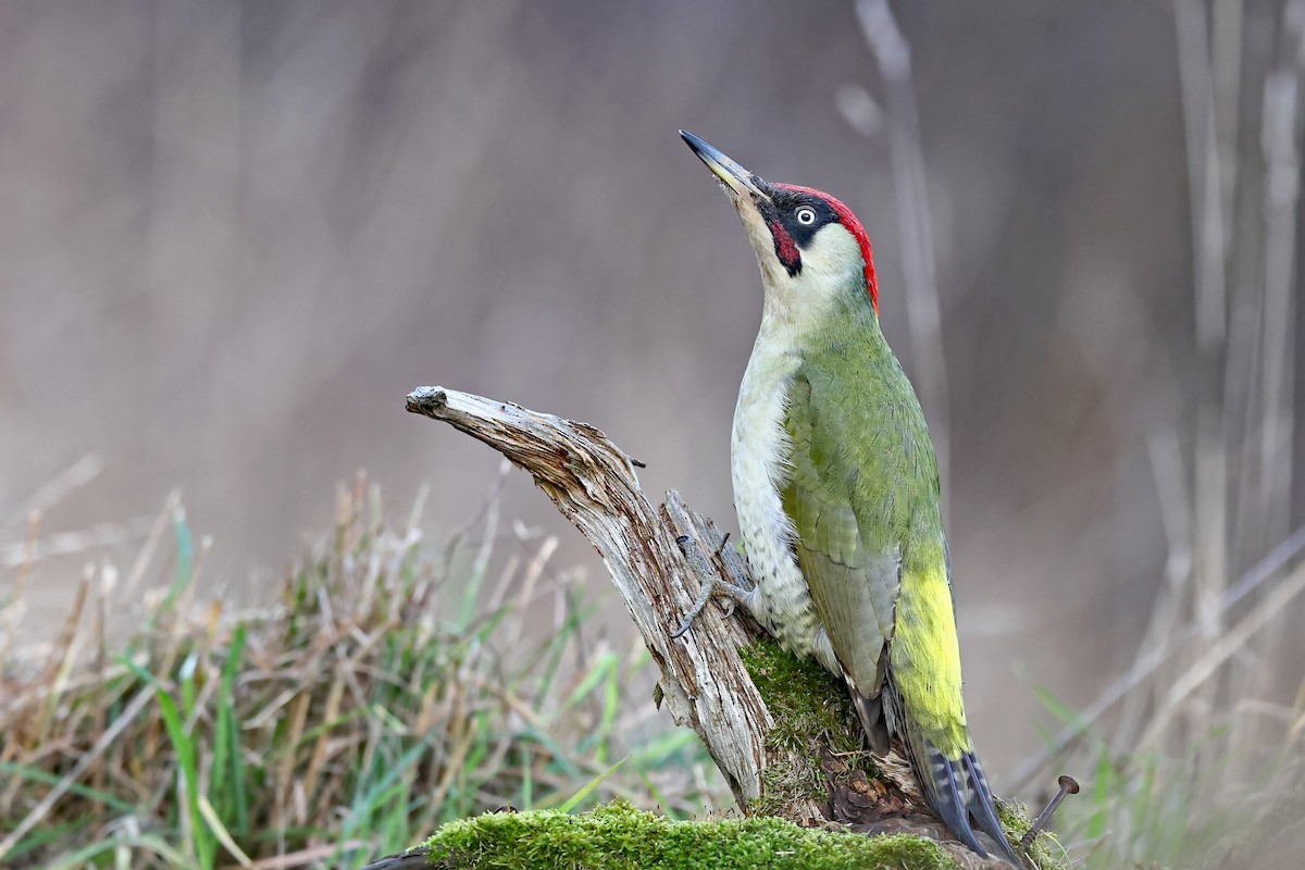 Eurasian Green Woodpecker - Volker Hesse