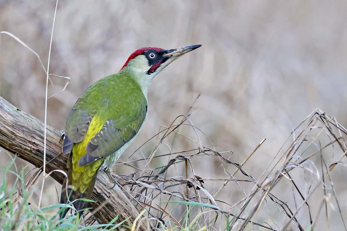 Eurasian Green Woodpecker - ML521027051