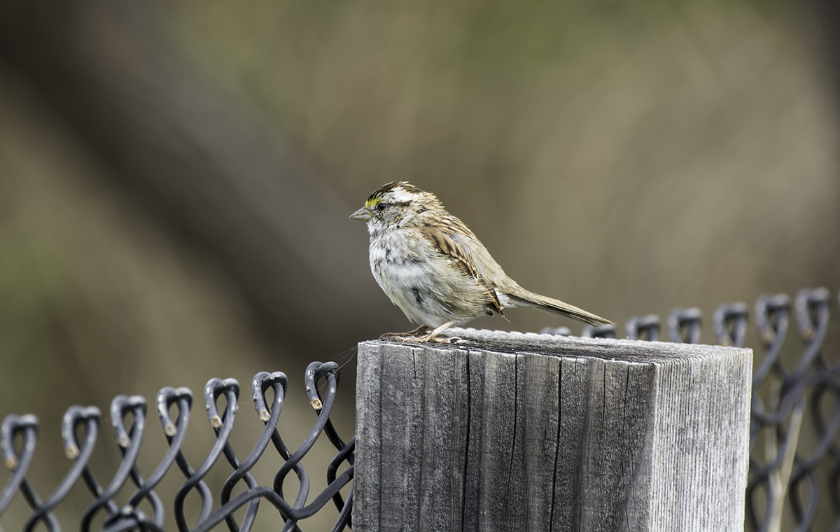 White-throated Sparrow - Brad Rangell