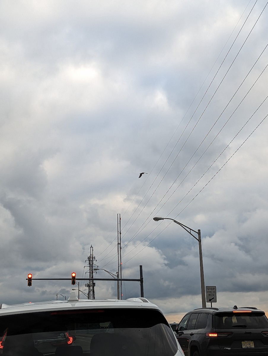 eBird Checklist 6 Jan 2023 Brielle, New Jersey, US (40.105, 74.054