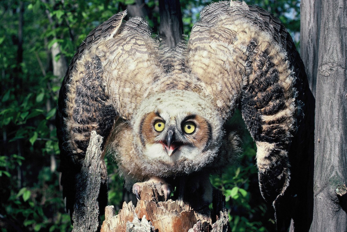 Great Horned Owl - Daniel Jauvin