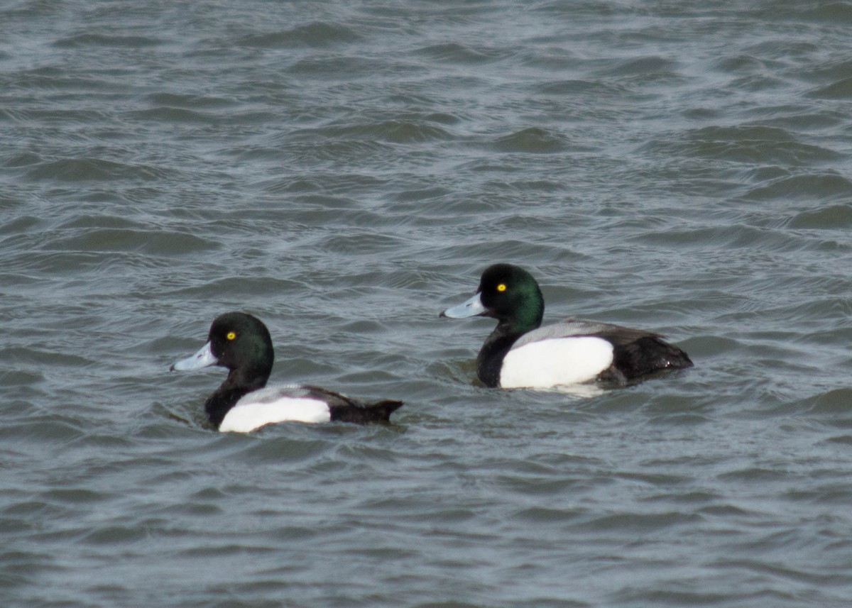 Greater Scaup - Joanne Dial