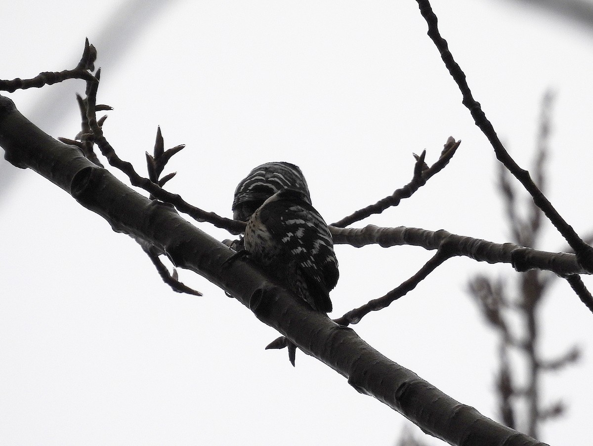 Lesser Spotted Woodpecker - ML521034811