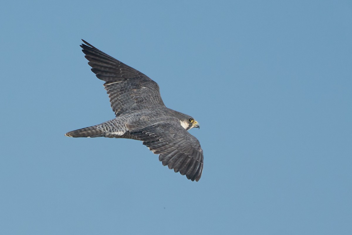 Peregrine Falcon (Tundra) - Marcel Gil Velasco