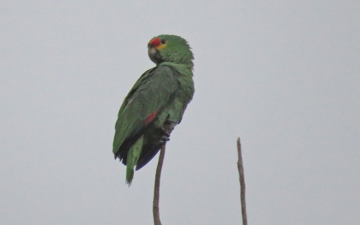 Red-lored Parrot - Anonymous