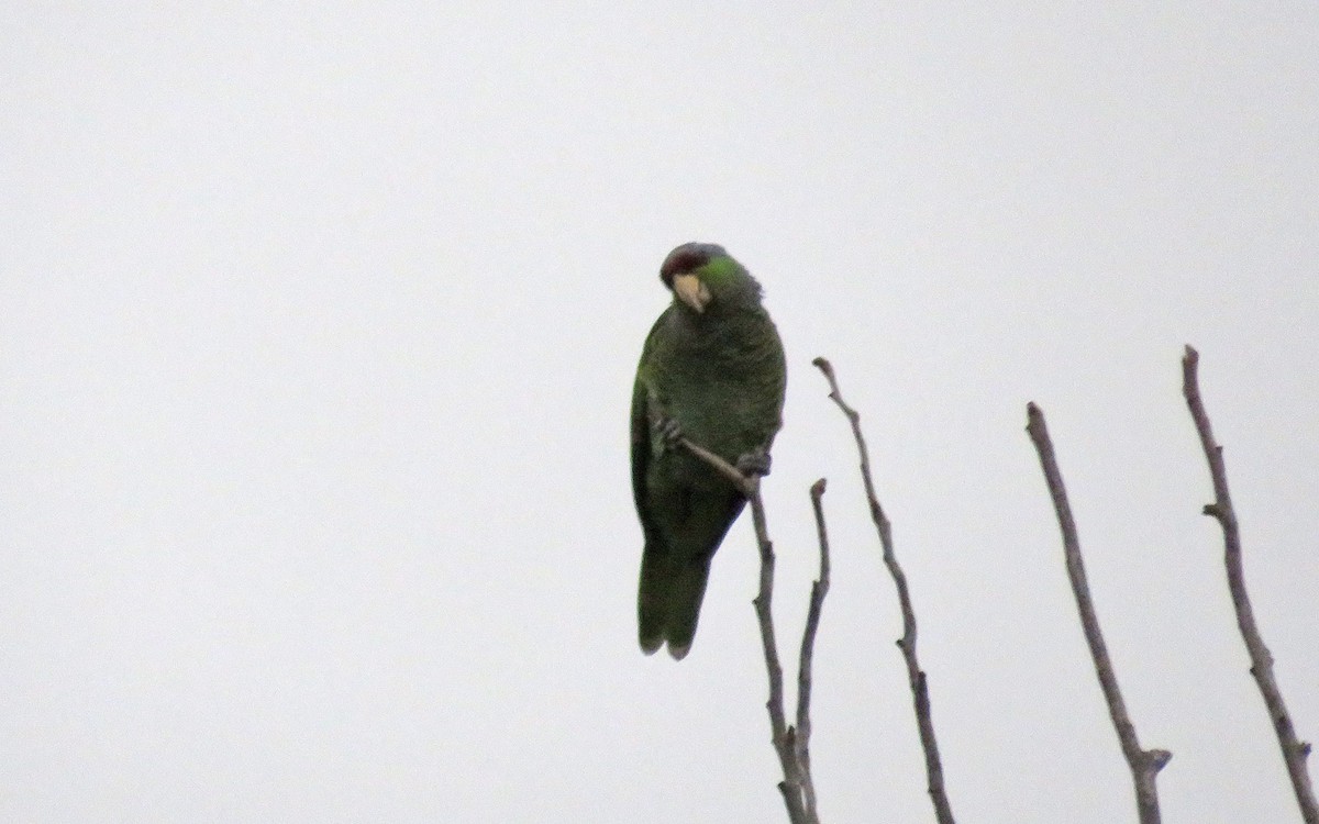Lilac-crowned Parrot - ML521041481