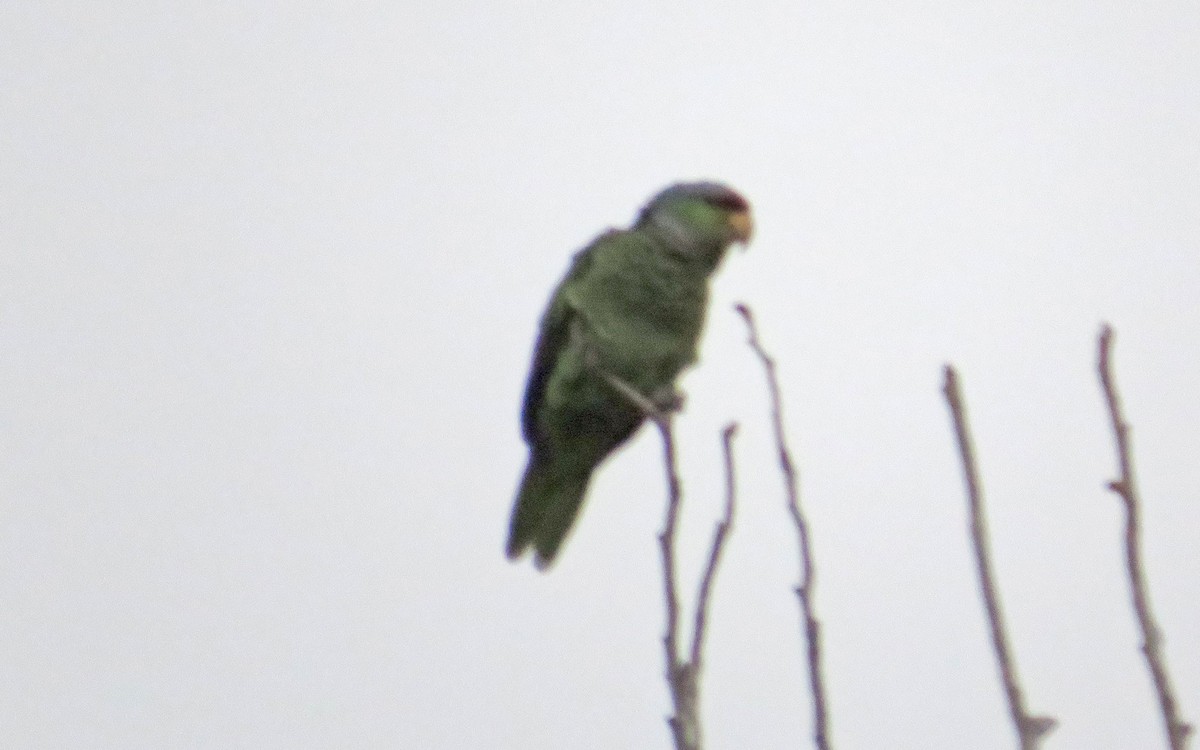Lilac-crowned Parrot - ML521041491
