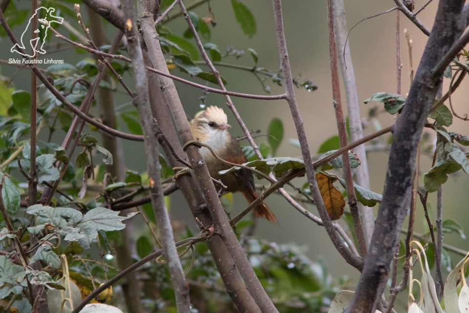 Creamy-crested Spinetail - ML52104231