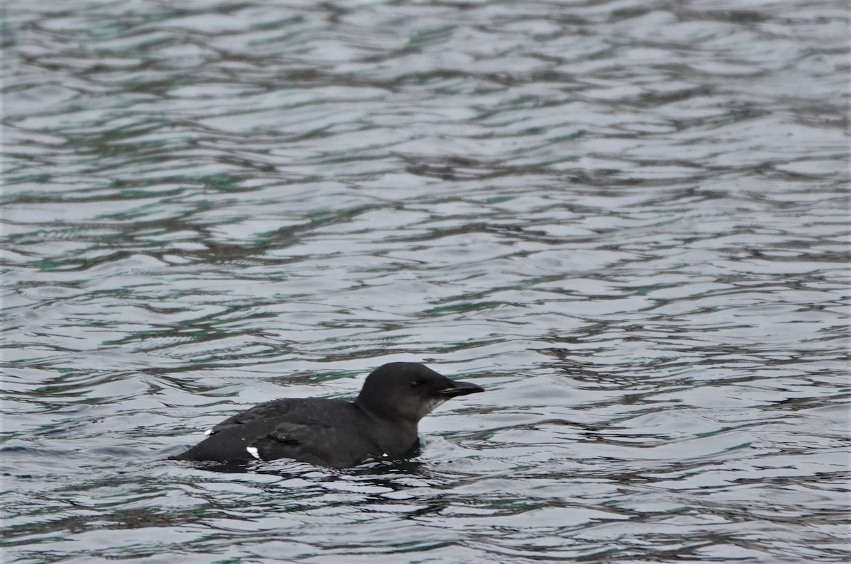 Thick-billed Murre - ML521045091