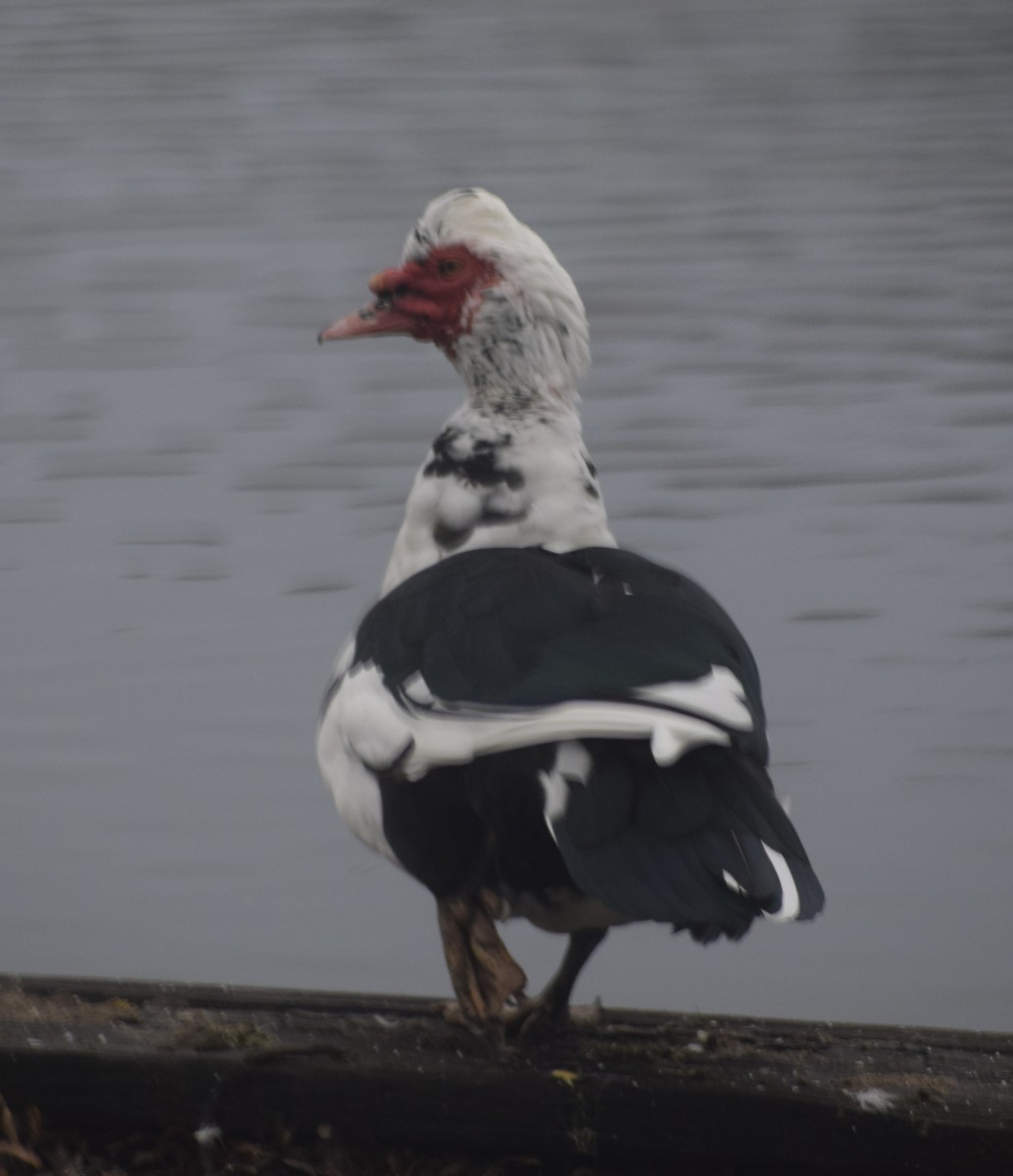 Muscovy Duck (Domestic type) - ML521046241