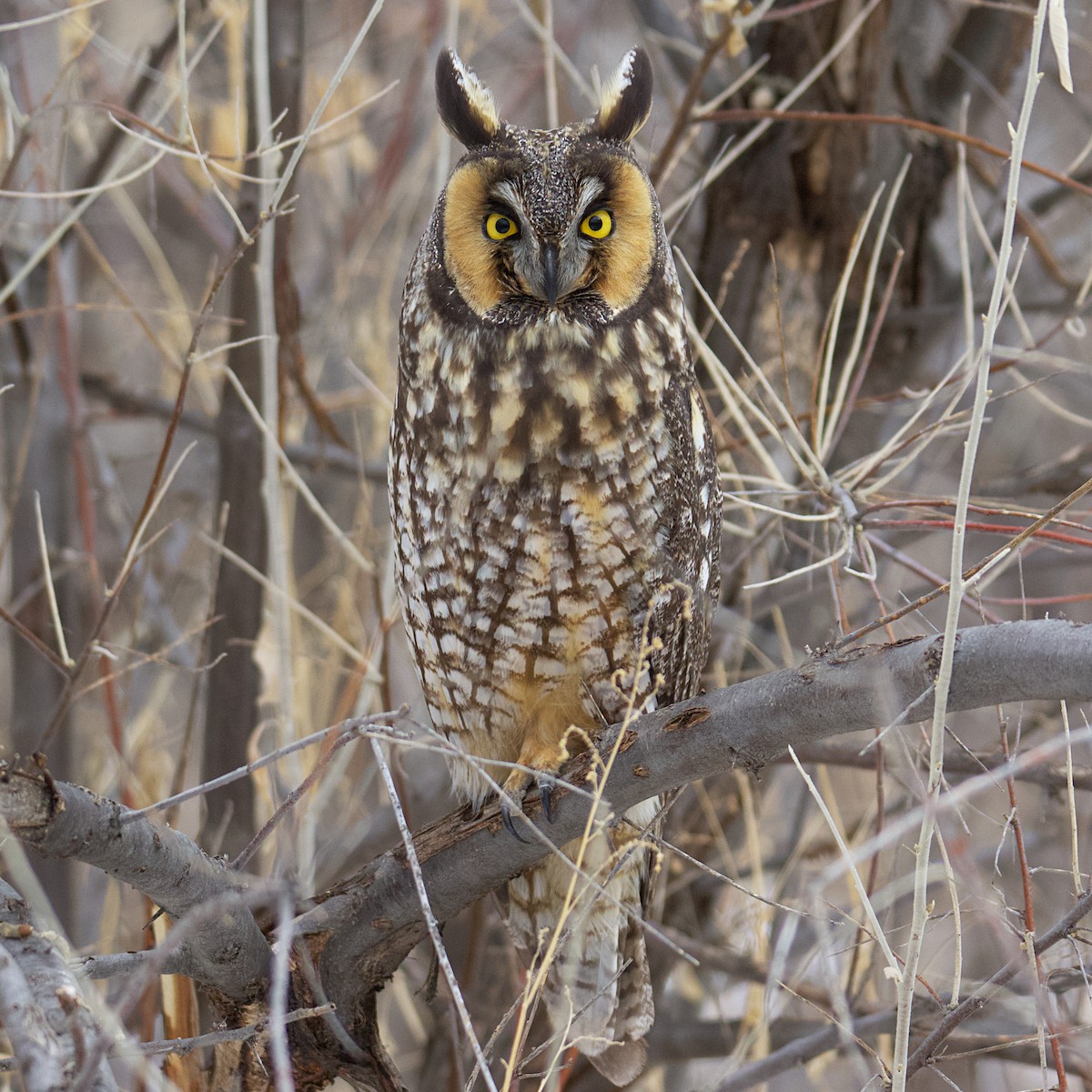 Long-eared Owl - Dave Prentice