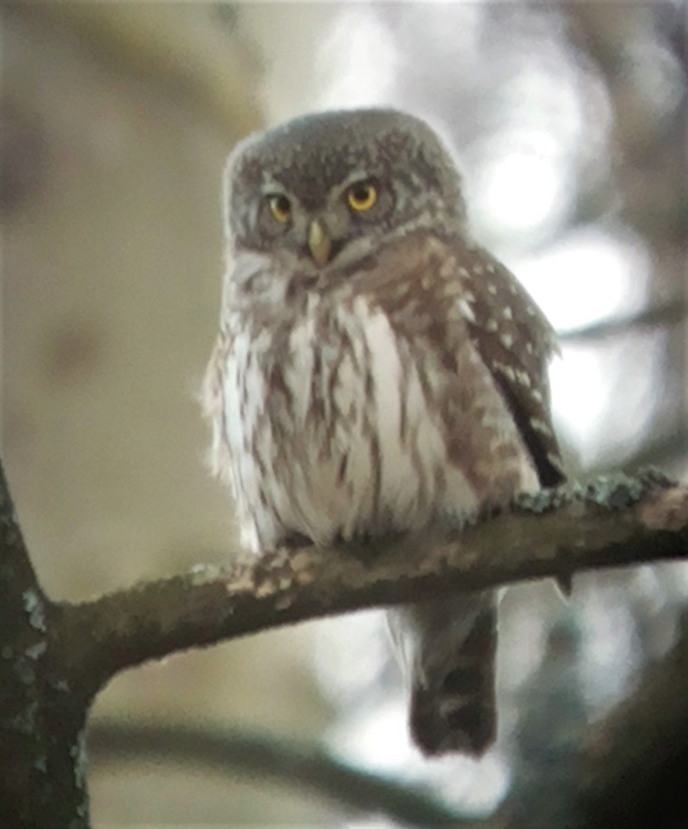Eurasian Pygmy-Owl - ML521047061