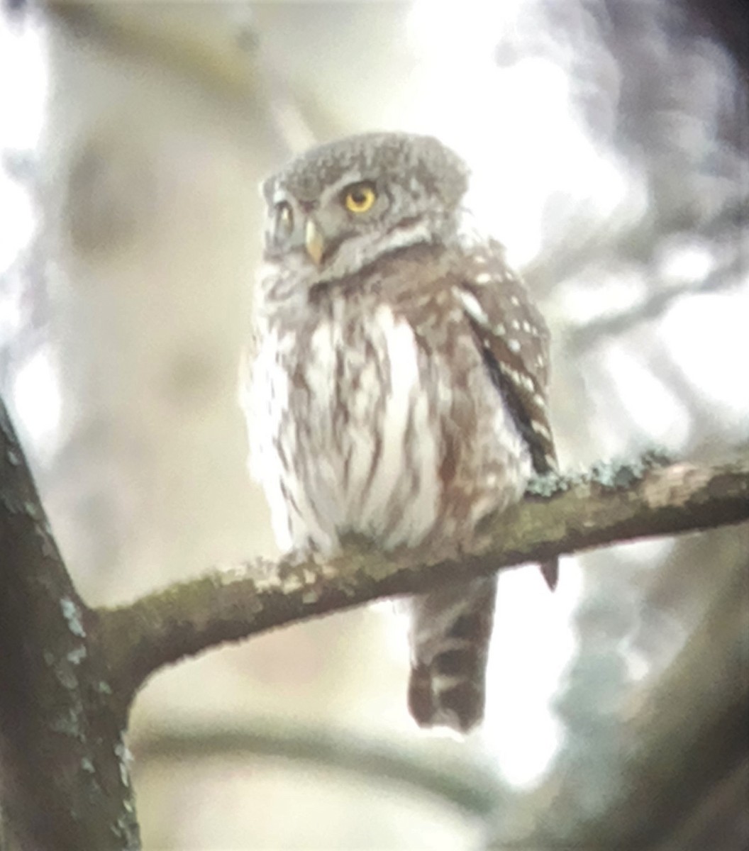 Eurasian Pygmy-Owl - ML521047071
