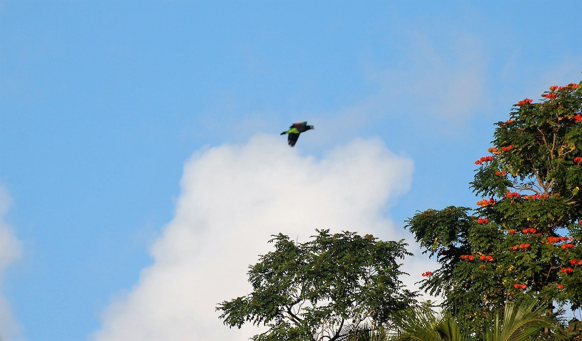 Red-necked Parrot - ML52104801