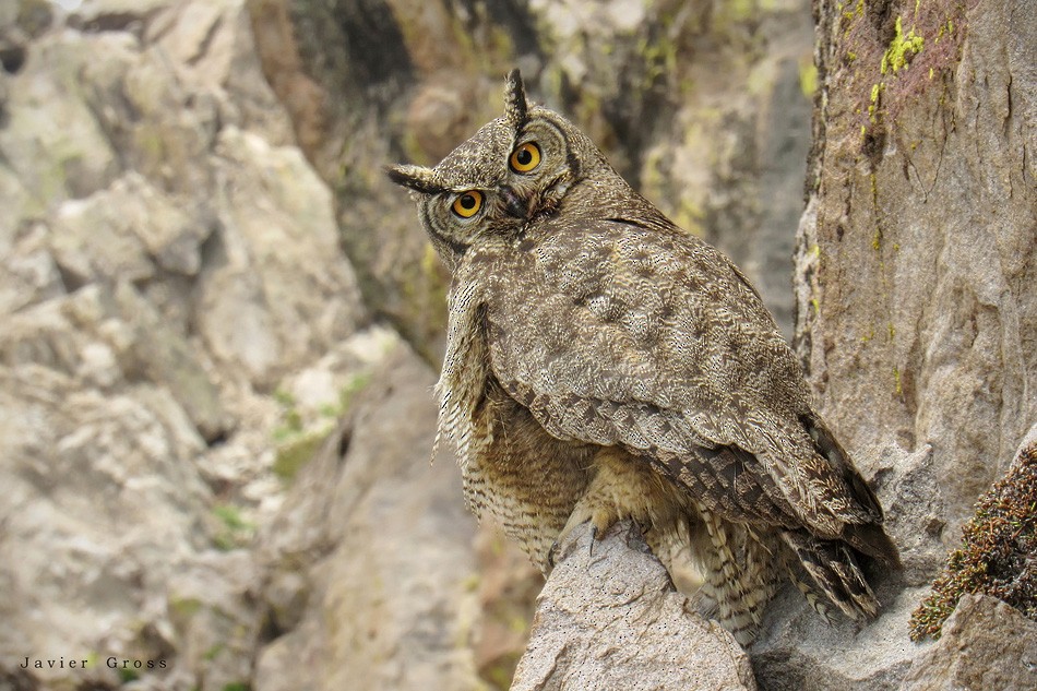 Lesser Horned Owl - Javier Gross