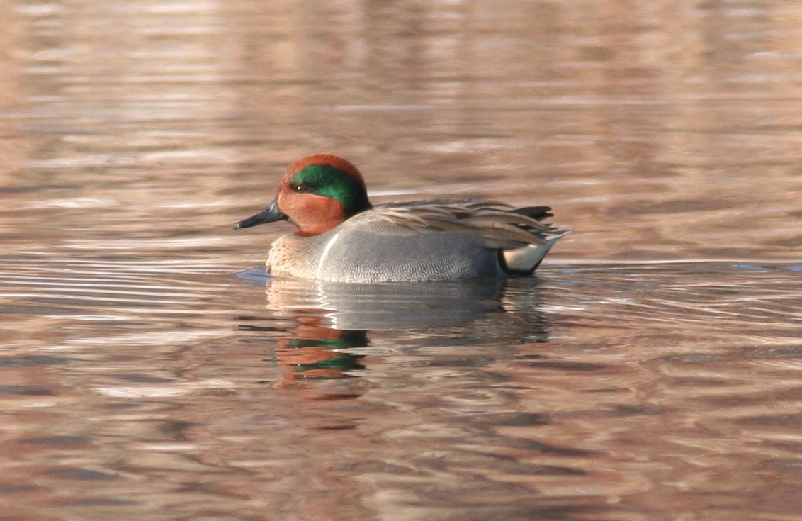 Green-winged Teal - ML521055541