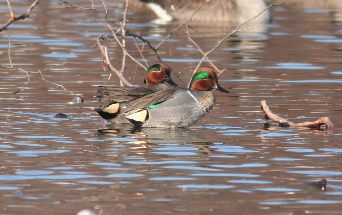 Green-winged Teal - ML521055551