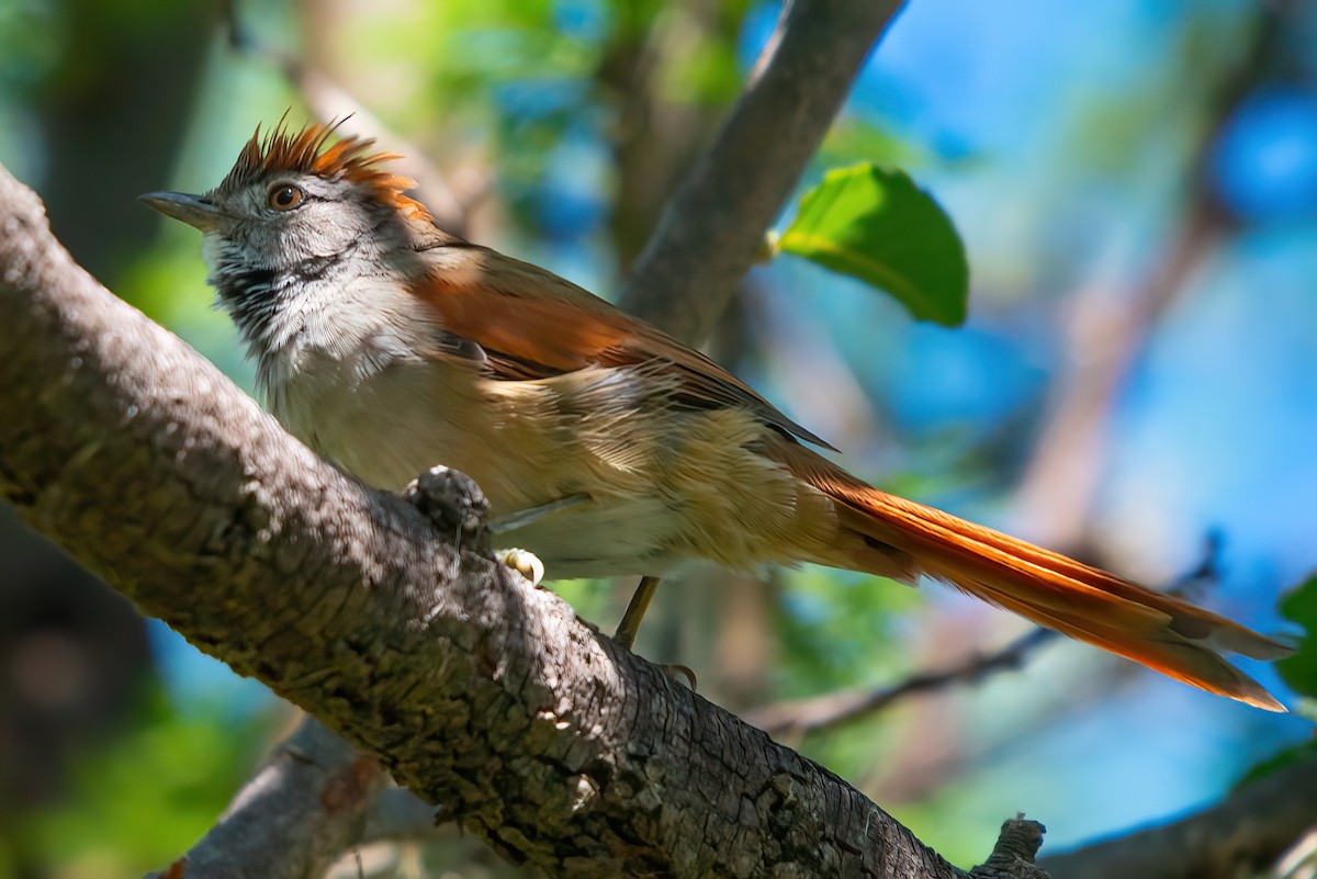 Sooty-fronted Spinetail - ML521056931