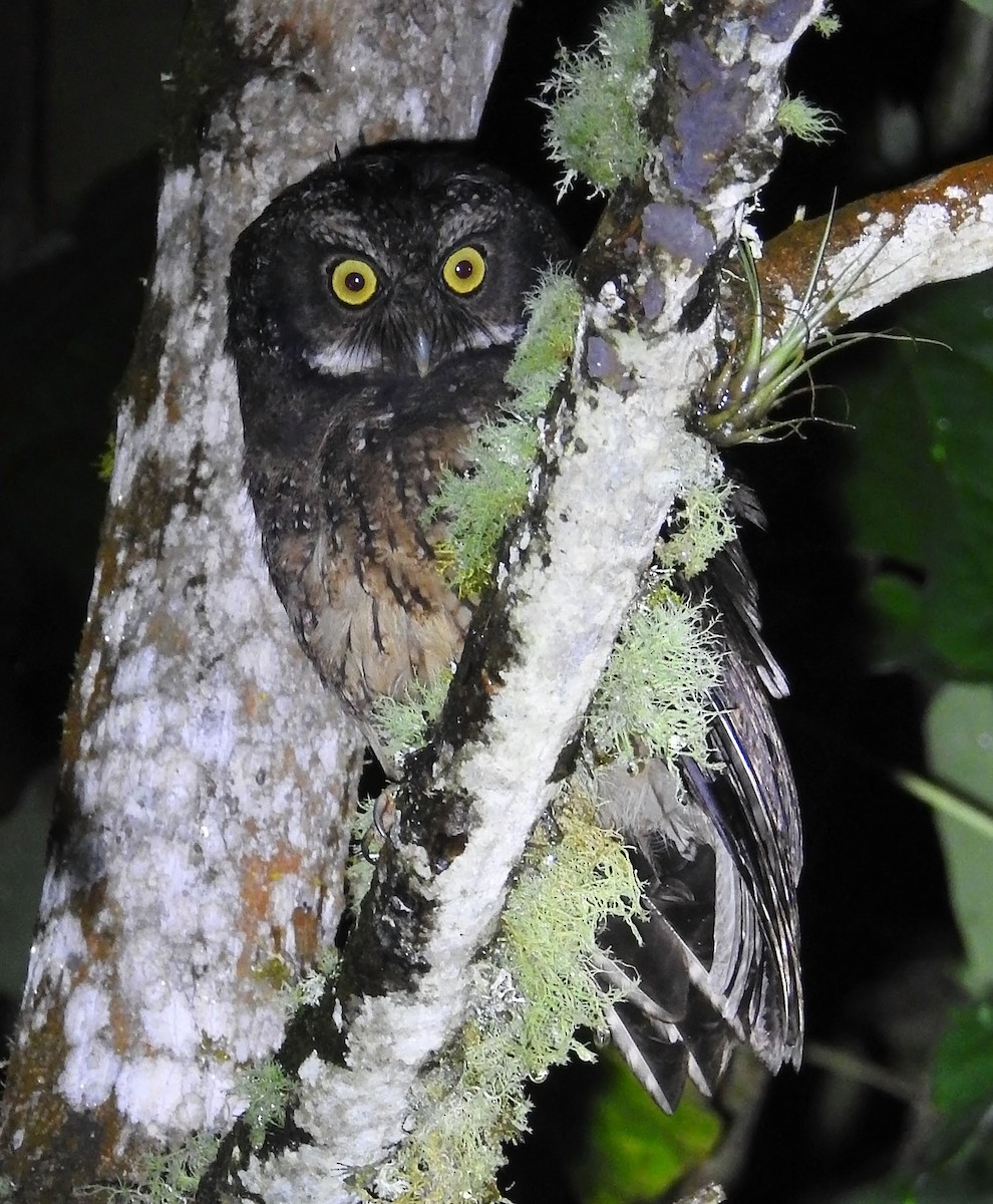 White-throated Screech-Owl - Trevor Ellery