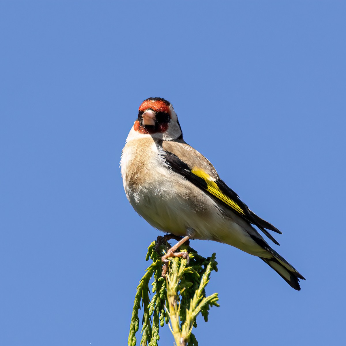 European Goldfinch - Martine Stolk