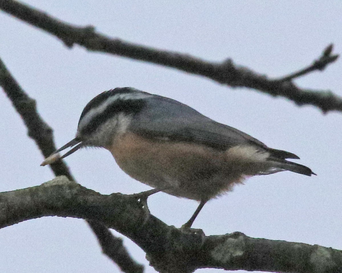 Red-breasted Nuthatch - ML521065821